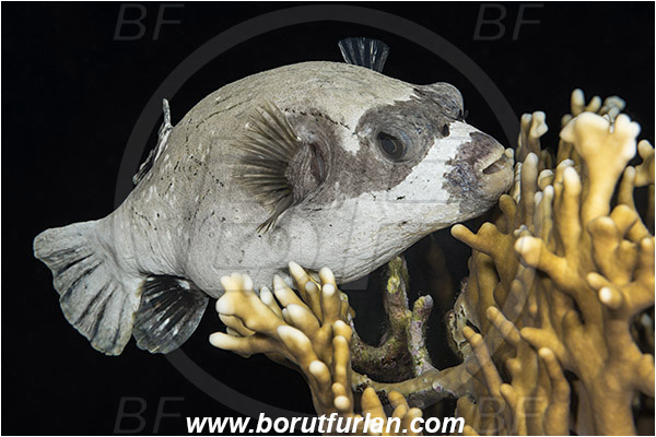 Marsa Shagra, Marsa Alam, Egypt, Red sea, Arothron diadematus, Arothron, Tetraodontidae, Masked puffer, Puffer, Fish, Night