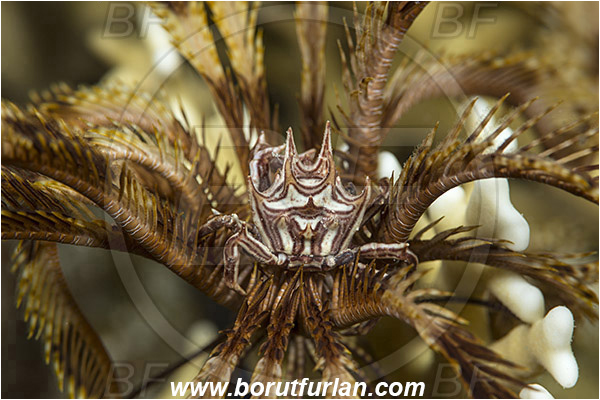 Marsa Shagra, Marsa Alam, Egypt, Red sea, Tiaramedon spinosum, Tiaramedon, Pilumnidae, Decapoda, Crustacea, Crustacean, Feather Star Crab, Crab