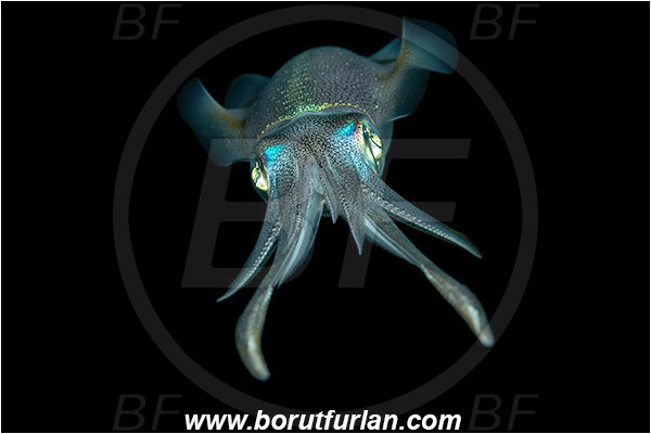 Marsa Shagra, Marsa Alam, Egypt, Red sea, Sepioteuthis lessoniana, Sepioteuthis, Loliginidae, Cephalopoda, Mollusca, Mollusc, Bigfin reef squid, Squid