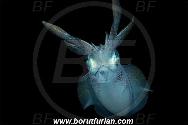 Marsa Shagra, Marsa Alam, Egypt, Red sea, Sepioteuthis lessoniana, Sepioteuthis, Loliginidae, Cephalopoda, Mollusca, Mollusc, Bigfin reef squid, Squid