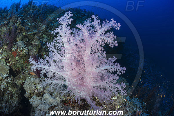 Elphinstone reef, Marsa Alam, Egypt, Red sea, Dendronephthya hemprichi, Dendronephthya, Nephtheidae, Soft coral, Coral, Anthozoa, Cnidaria, Cnidarian, Reef