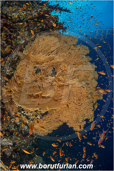 Elphinstone reef, Marsa Alam, Egypt, Red sea, Annella mollis, Annella, Subergorgiidae, Gorgonian Sea Fan, Giant Sea Fan, Gorgonia, Anthozoa, Cnidaria, Cnidarian, Reef, Wall, Pseudanthias squamipinnis, Pseudanthias, Serranidae, Lyretail Anthias, Sea goldie, Anthias, Fish, Fish school