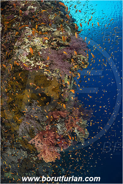 Elphinstone reef, Marsa Alam, Egypt, Red sea, Coral, Anthozoa, Cnidaria, Cnidarian, Reef, Wall, Fish school