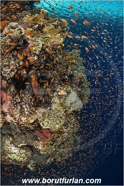 Elphinstone reef, Marsa Alam, Egypt, Red sea, Coral, Anthozoa, Cnidaria, Cnidarian, Reef, Wall, Fish school