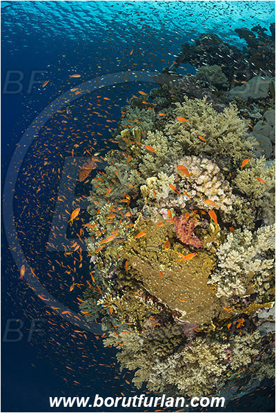 Elphinstone reef, Marsa Alam, Egypt, Red sea, Coral, Anthozoa, Cnidaria, Cnidarian, Reef, Wall, Fish school