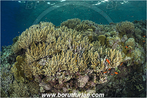 Elphinstone reef, Marsa Alam, Egypt, Red sea, Acropora sp., Acropora, Acroporidae, Coral, Anthozoa, Cnidaria, Cnidarian