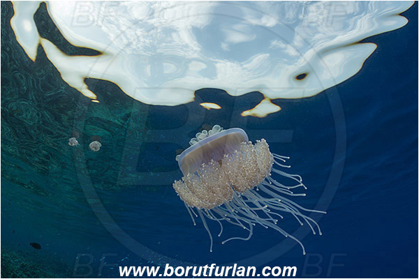 Elphinstone reef, Marsa Alam, Egypt, Red sea, Cephea cephea, Cephea, Cepheidae, Scyphozoa, Cnidaria, Cnidarian, Cauliflower jellyfish, Crown jellyfish, Jellyfish, Reef