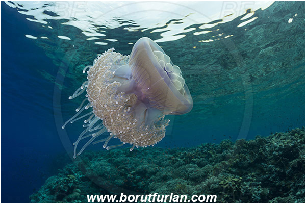 Elphinstone reef, Marsa Alam, Egypt, Red sea, Cephea cephea, Cephea, Cepheidae, Scyphozoa, Cnidaria, Cnidarian, Cauliflower jellyfish, Crown jellyfish, Jellyfish, Reef