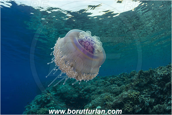 Elphinstone reef, Marsa Alam, Egypt, Red sea, Cephea cephea, Cephea, Cepheidae, Scyphozoa, Cnidaria, Cnidarian, Cauliflower jellyfish, Crown jellyfish, Jellyfish, Reef