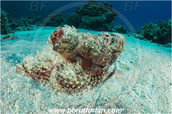 Marsa Shagra, Marsa Alam, Egypt, Red sea, Scorpaenopsis diabolus, Scorpaenopsis, Scorpaenidae, False Stonefish, Scorpionfish, Fish, Sand, Reef