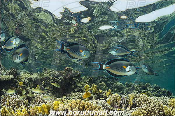 Marsa Shagra, Marsa Alam, Egypt, Red sea, Acanthurus sohal, Acanthurus, Acanthuridae, Sohal surgeonfish, Surgeonfish, Fish, Reef, Reflections, Fish school