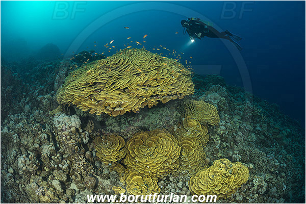 Marsa Shagra, Marsa Alam, Egypt, Red sea, Turbinaria reniformis, Turbinaria, Dendrophylliidae, Anthozoa, Cnidaria, Cnidarian, Yellow Waver Coral, Yellow Scroll Coral, Coral, Reef, Diver