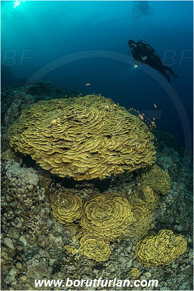 Marsa Shagra, Marsa Alam, Egypt, Red sea, Turbinaria reniformis, Turbinaria, Dendrophylliidae, Anthozoa, Cnidaria, Cnidarian, Yellow Waver Coral, Yellow Scroll Coral, Coral, Reef, Diver