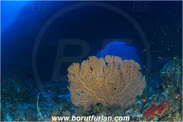 Elphinstone reef, Marsa Alam, Egypt, Red sea, Reef, Cave, Tunnel, Arch, Window, Annella mollis, Annella, Subergorgiidae, Gorgonian Sea Fan, Giant Sea Fan, Gorgonia, Sea fan, Coral, Cnidaria, Cnidarian