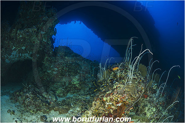 Elphinstone reef, Marsa Alam, Egypt, Red sea, Reef, Cave, Tunnel, Arch, Window, Cirripathes sp., Cirripathes, Antipathidae, Wire coral, Whip coral, Cnidarian, Cnidaria, Coral