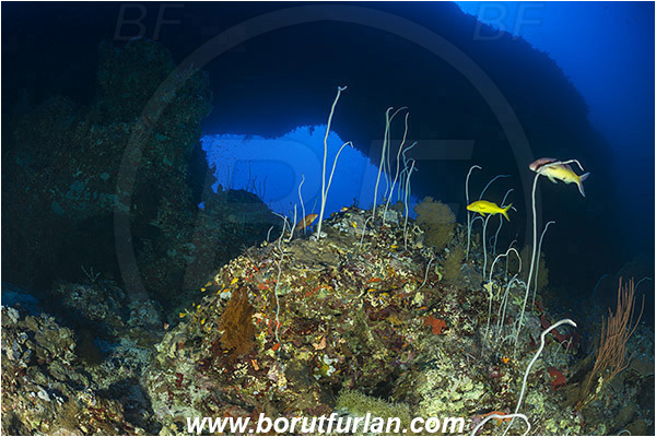 Elphinstone reef, Marsa Alam, Egypt, Red sea, Reef, Cave, Tunnel, Arch, Window, Cirripathes sp., Cirripathes, Antipathidae, Wire coral, Whip coral, Cnidarian, Cnidaria, Coral, Parupeneus cyclostomus, Parupeneus, Mullidae, Goldsaddle goatfish, Goatfish, Fish