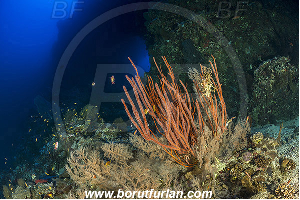 Elphinstone reef, Marsa Alam, Egypt, Red sea, Reef, Cave, Tunnel, Arch, Window, Ellisella sp., Ellisella, Ellisellidae, Anthozoa, Cnidaria, Cnidarian, Sea whip, Whip coral, Coral