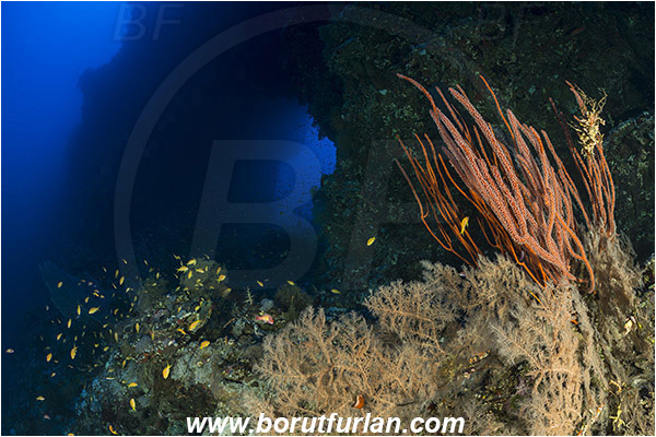 Elphinstone reef, Marsa Alam, Egypt, Red sea, Reef, Cave, Tunnel, Arch, Window, Ellisella sp., Ellisella, Ellisellidae, Anthozoa, Cnidaria, Cnidarian, Sea whip, Whip coral, Coral