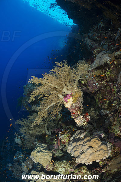 Elphinstone reef, Marsa Alam, Egypt, Red sea, Dendronephthya sp., Dendronephthya, Nephtheidae, Soft coral, Coral, Anthozoa, Cnidaria, Cnidarian, Reef