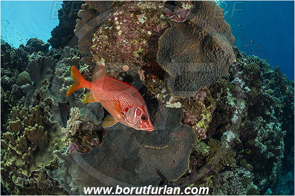 Elphinstone reef, Marsa Alam, Egypt, Red sea, Sargocentron spiniferum, Sargocentron, Holocentridae, Sabre Squirrelfish, Longjaw Squirrelfish, Squirrelfish, Fish, Reef