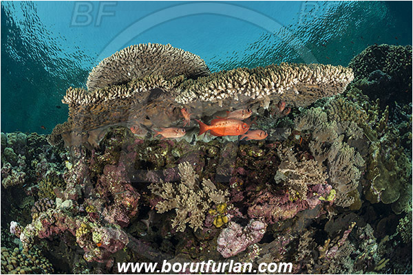 Elphinstone reef, Marsa Alam, Egypt, Red sea, Acropora hyacinthus, Acropora, Acroporidae, Table Coral, Coral, Anthozoa, Cnidaria, Cnidarian, Reef