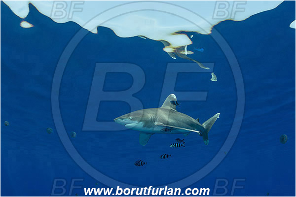 Elphinstone reef, Marsa Alam, Egypt, Red sea, Carcharhinus longimanus, Carcharhinus, Carcharhinidae, Elasmobranchii, Oceanic whitetip shark, Shark, Naucrates ductor, Naucrates, Carangidae, Pilotfish, Jack, Fish