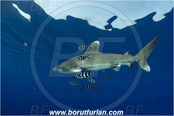Elphinstone reef, Marsa Alam, Egypt, Red sea, Carcharhinus longimanus, Carcharhinus, Carcharhinidae, Elasmobranchii, Oceanic whitetip shark, Shark, Naucrates ductor, Naucrates, Carangidae, Pilotfish, Jack, Fish