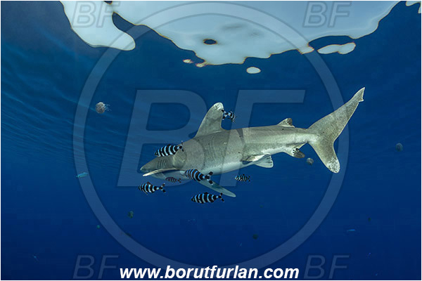 Elphinstone reef, Marsa Alam, Egypt, Red sea, Carcharhinus longimanus, Carcharhinus, Carcharhinidae, Elasmobranchii, Oceanic whitetip shark, Shark, Naucrates ductor, Naucrates, Carangidae, Pilotfish, Jack, Fish