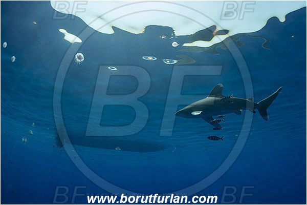 Elphinstone reef, Marsa Alam, Egypt, Red sea, Carcharhinus longimanus, Carcharhinus, Carcharhinidae, Elasmobranchii, Oceanic whitetip shark, Shark, Naucrates ductor, Naucrates, Carangidae, Pilotfish, Jack, Fish, Boat