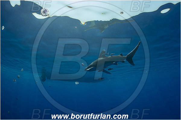 Elphinstone reef, Marsa Alam, Egypt, Red sea, Carcharhinus longimanus, Carcharhinus, Carcharhinidae, Elasmobranchii, Oceanic whitetip shark, Shark, Naucrates ductor, Naucrates, Carangidae, Pilotfish, Jack, Fish, Boat