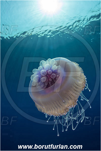 Elphinstone reef, Marsa Alam, Egypt, Red sea, Cephea cephea, Cephea, Cepheidae, Scyphozoa, Cnidaria, Cnidarian, Cauliflower jellyfish, Crown jellyfish, Jellyfish