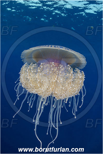 Elphinstone reef, Marsa Alam, Egypt, Red sea, Cephea cephea, Cephea, Cepheidae, Scyphozoa, Cnidaria, Cnidarian, Cauliflower jellyfish, Crown jellyfish, Jellyfish