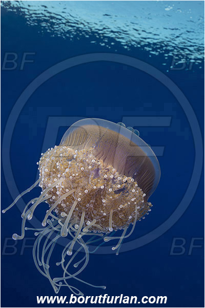 Elphinstone reef, Marsa Alam, Egypt, Red sea, Cephea cephea, Cephea, Cepheidae, Scyphozoa, Cnidaria, Cnidarian, Cauliflower jellyfish, Crown jellyfish, Jellyfish