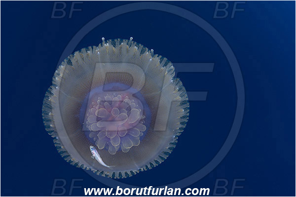 Elphinstone reef, Marsa Alam, Egypt, Red sea, Cephea cephea, Cephea, Cepheidae, Scyphozoa, Cnidaria, Cnidarian, Cauliflower jellyfish, Crown jellyfish, Jellyfish, Fish, Juvenile