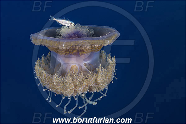 Elphinstone reef, Marsa Alam, Egypt, Red sea, Cephea cephea, Cephea, Cepheidae, Scyphozoa, Cnidaria, Cnidarian, Cauliflower jellyfish, Crown jellyfish, Jellyfish, Fish, Juvenile