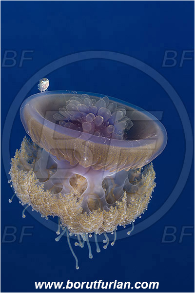 Elphinstone reef, Marsa Alam, Egypt, Red sea, Cephea cephea, Cephea, Cepheidae, Scyphozoa, Cnidaria, Cnidarian, Cauliflower jellyfish, Crown jellyfish, Jellyfish, Fish, Juvenile