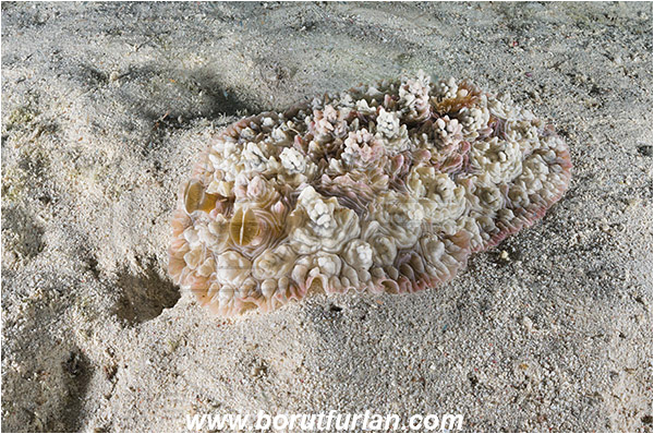 Marsa Shagra, Marsa Alam, Egypt, Red sea, Dendrodoris tuberculosa, Dendrodoris, Dendrodorididae, Tuberulous nudibranch, Nudibranch, Sea slug, Gastropoda, Mollusca, Mollusc