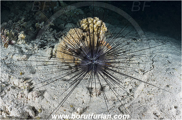 Marsa Shagra, Marsa Alam, Egypt, Red sea, Diadema setosum, Diadema, Diadematidae, Echinodermata, Echinoderm, Long-spined sea urchin, Common long-spined urchin, Sea Urchin