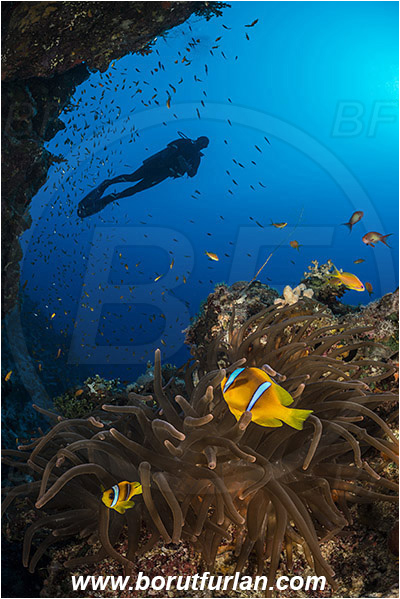 Marsa Shagra, Marsa Alam, Egypt, Red sea, Heteractis magnifica, Heteractis, Stichodactylidae, Magnificent Sea Anemone, Anemone, Anthozoa, Cnidaria, Cnidarian, Amphiprion bicinctus, Amphiprion, Pomacentridae, Red Sea Anemonefish, Anemonefish, Red sea Clownfish, Clownfish, Fish, Reef, Wall, Diver