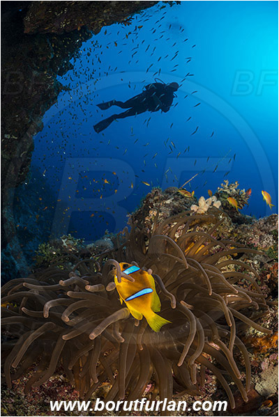 Marsa Shagra, Marsa Alam, Egypt, Red sea, Heteractis magnifica, Heteractis, Stichodactylidae, Magnificent Sea Anemone, Anemone, Anthozoa, Cnidaria, Cnidarian, Amphiprion bicinctus, Amphiprion, Pomacentridae, Red Sea Anemonefish, Anemonefish, Red sea Clownfish, Clownfish, Fish, Reef, Wall, Diver