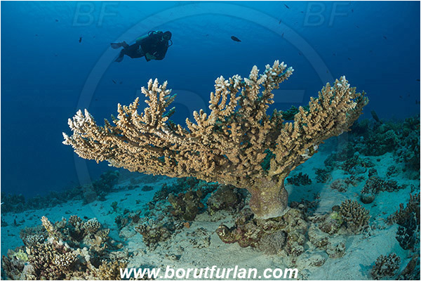 Marsa Shagra, Marsa Alam, Egypt, Red sea, Acropora pharaonis, Acropora, Acroporidae, Anthozoa, Cnidaria, Cnidarian, Acropora hard coral, Coral, Reef, Diver
