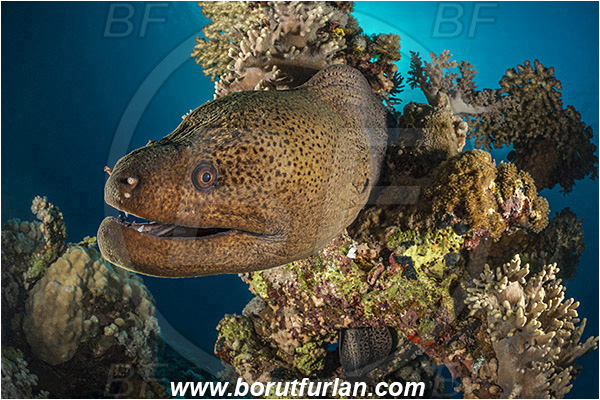 Marsa Shagra, Marsa Alam, Egypt, Red sea, Gymnothorax javanicus, Gymnothorax, Muraenidae, Giant Moray, Moray, Fish, Portrait, Reef