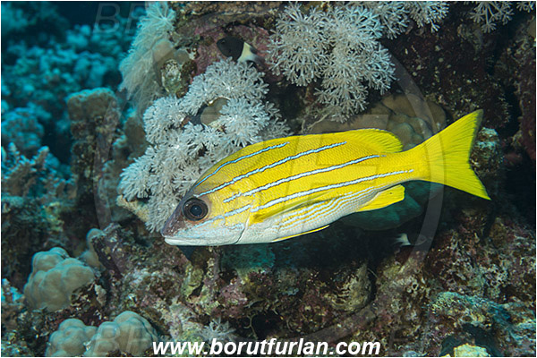 Marsa Shagra, Marsa Alam, Egypt, Red sea, Lutjanus kasmira, Lutjanus, Lutjanidae, Bluestripe snapper, Snapper, Fish