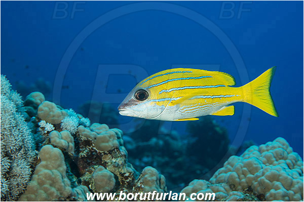 Marsa Shagra, Marsa Alam, Egypt, Red sea, Lutjanus kasmira, Lutjanus, Lutjanidae, Bluestripe snapper, Snapper, Fish