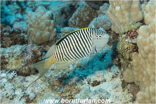 Marsa Shagra, Marsa Alam, Egypt, Red sea, Genicanthus caudovittatus, Genicanthus, Pomacanthidae, Zebra Lyretail Angelfish, Male, Angelfish, Fish