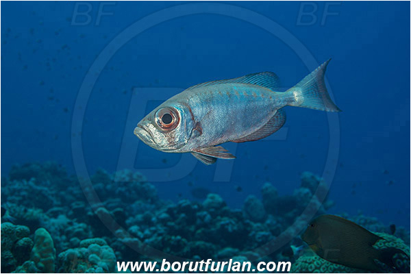 Marsa Shagra, Marsa Alam, Egypt, Red sea, Priacanthus hamrur, Priacanthus, Lunartail Bigeye, Bigeye, Priacanthidae, Fish