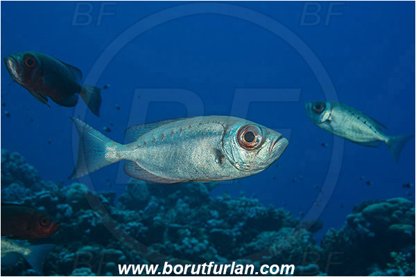 Marsa Shagra, Marsa Alam, Egypt, Red sea, Priacanthus hamrur, Priacanthus, Lunartail Bigeye, Bigeye, Priacanthidae, Fish