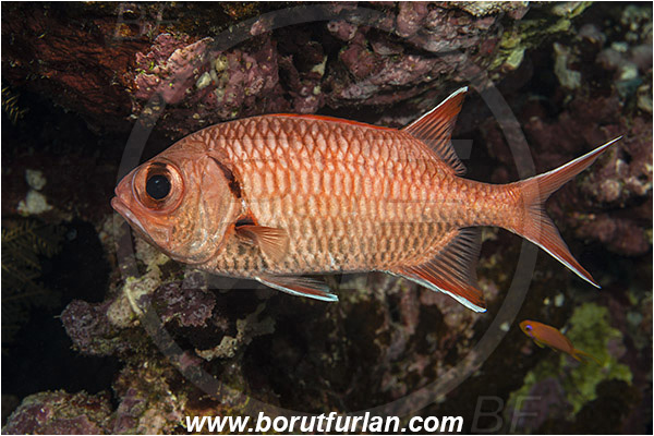 Marsa Shagra, Marsa Alam, Egypt, Red sea, Myripristis murdjan, Myripristis, Holocentridae, Blotcheye Soldierfish, Pinecone soldierfish, Soldierfish, Fish