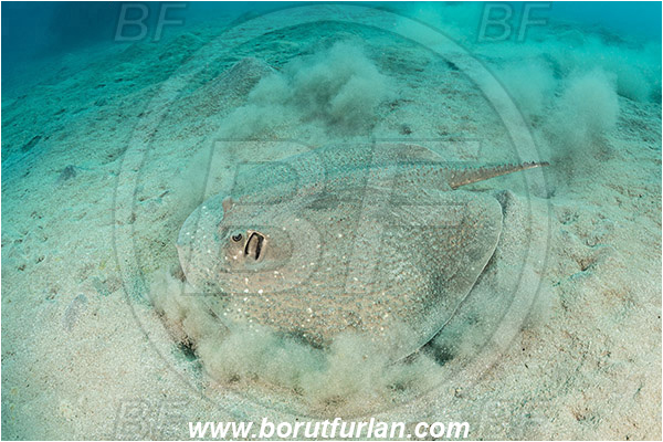 Marsa Egla, Marsa Alam, Egypt, Red sea, Urogymnus asperrimus, Urogymnus, Dasyatidae, Elasmobranchii, Thorny ray, Porcupine ray, Stingray, Fish, Sand, Digging
