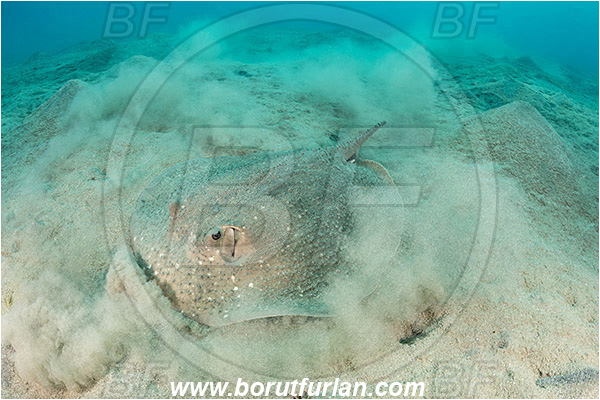 Marsa Egla, Marsa Alam, Egypt, Red sea, Urogymnus asperrimus, Urogymnus, Dasyatidae, Elasmobranchii, Thorny ray, Porcupine ray, Stingray, Fish, Sand, Digging